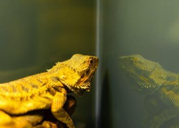 Can a Pet Lizard Help With Pest Control?