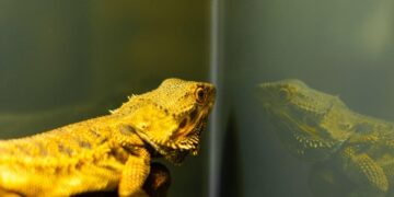 Can a Pet Lizard Help With Pest Control?