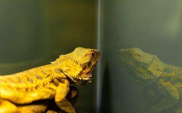 Can a Pet Lizard Help With Pest Control?